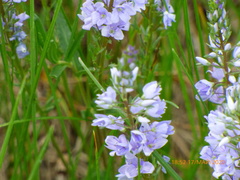 Veronica austriaca