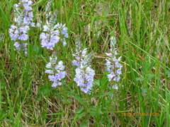 Veronica austriaca