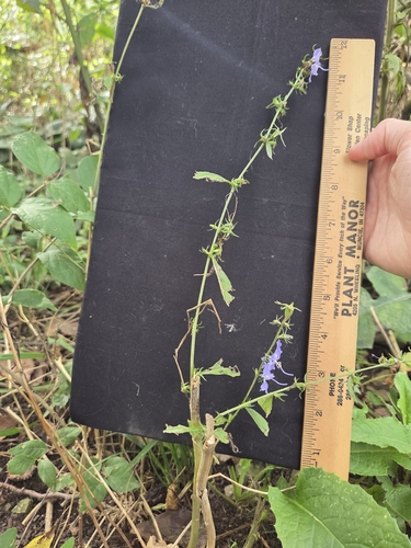 tall bellflower