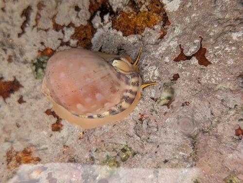 Semicassis zeylanica observed 2026-09-13