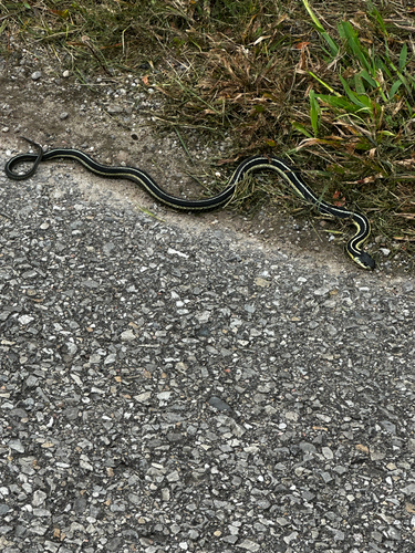 Common Garter Snake