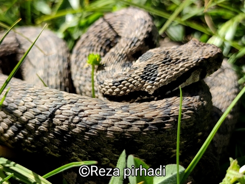 Armenian Viper