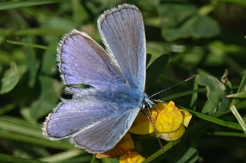 Common Blue
