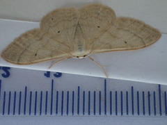 Idaea deversaria