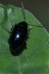 Altica chalybea
