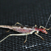 Two-spotted Tree Cricket - Photo (c) Aaron Carlson, some rights reserved (CC BY), uploaded by Aaron Carlson