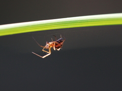 Lepthyphantes