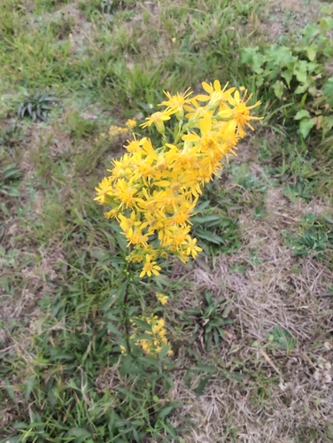 European goldenrod