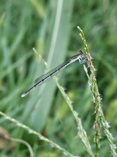 Double-striped Bluet