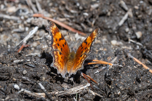 iNaturalist observation photo of Hoary Comma