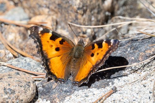 iNaturalist observation photo of California Tortoiseshell