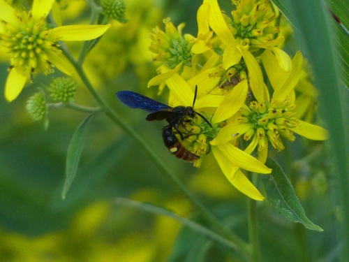 Blue-winged Scoliid Wasp