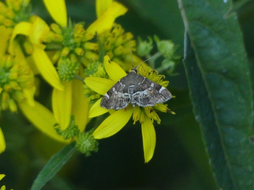 Spotted Beet Webworm Moth