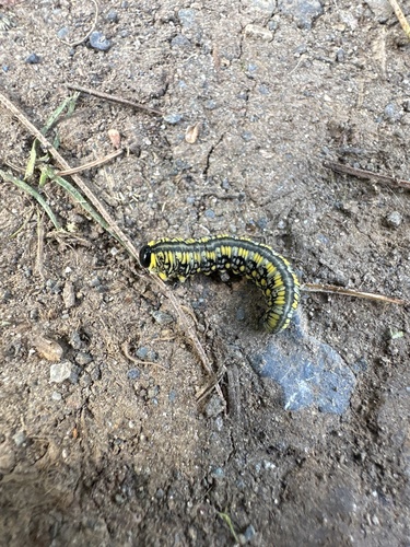 Introduced Pine Sawfly