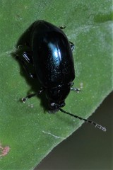 Altica chalybea