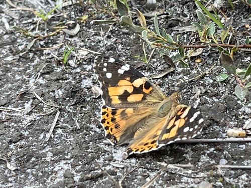 Painted Lady