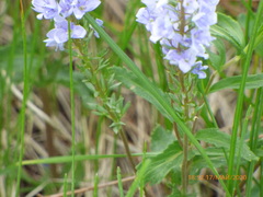 Veronica austriaca