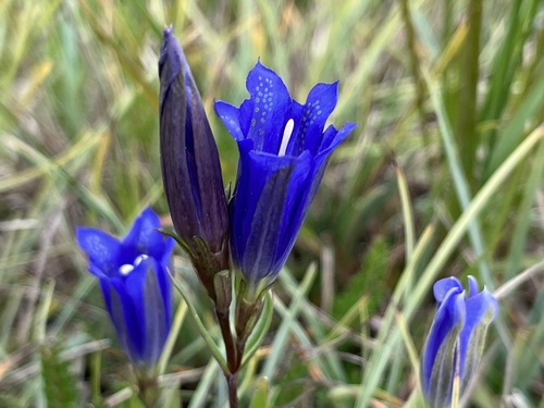 marsh gentian