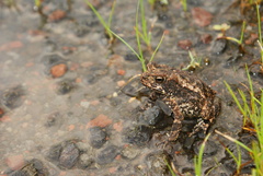 Incilius marmoreus