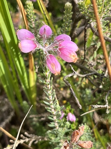 Cross-leaved Heath