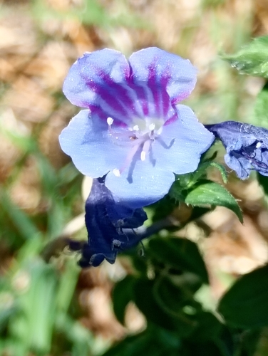 Lax Viper's-bugloss