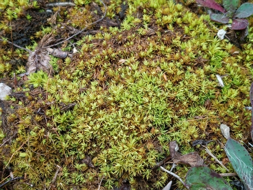 Tortella inclinata, 2026-09-13