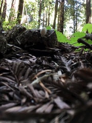 Coprinopsis nivea