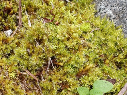 Campylium chrysophyllum observed 2026-09-13