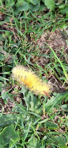 Pale Tussock Moth