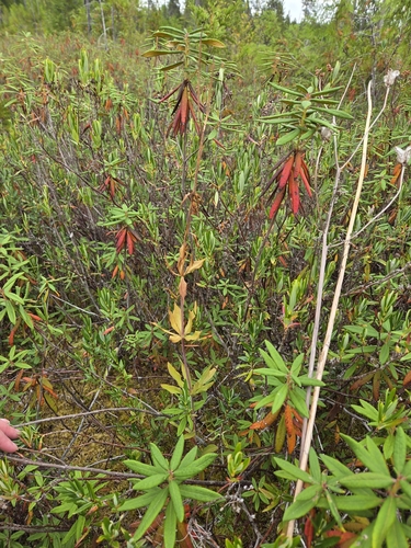 Lilium columbianum, photograph 6