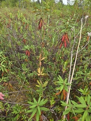Lilium columbianum, photograph author not stated, no rights reserved