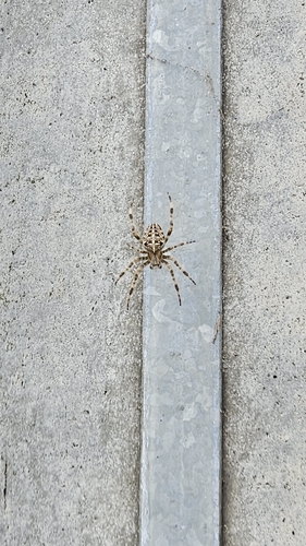 Cross Orbweaver