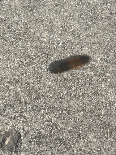 Isabella Tiger Moth