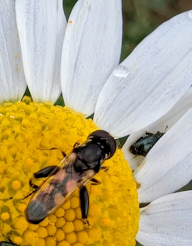Thick-legged Hover Fly