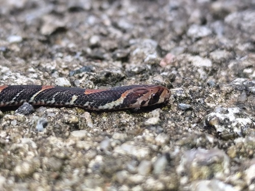 Oligodon signatus observed 2026-09-06