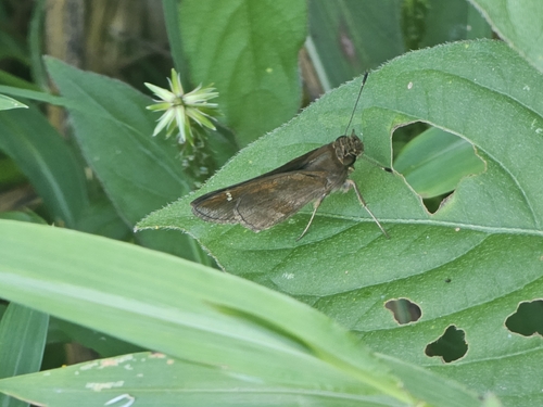Clouded Skipper