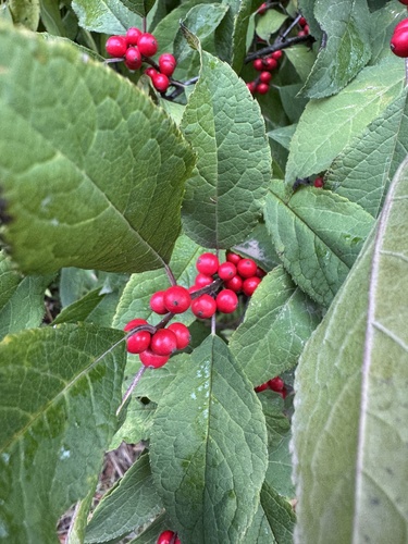 winterberry holly