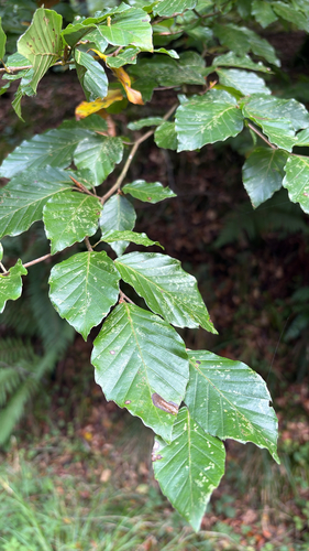 European beech