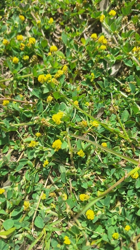 Black Medick