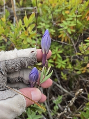 Gentiana sceptrum