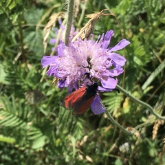 Zygaena minos