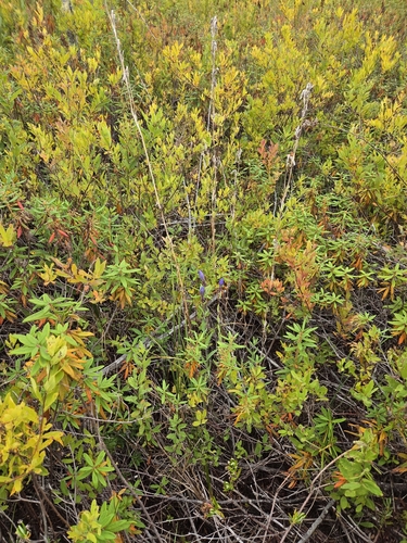 Gentiana sceptrum, photograph 3