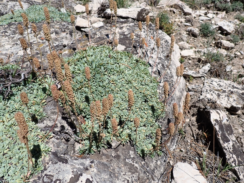 Petrophytum caespitosum; photograph author not stated, no rights reserved