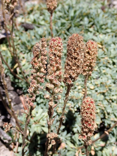 Petrophytum caespitosum, photograph 3