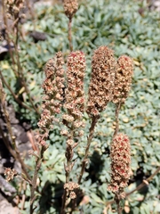 author not stated, no rights reserved Petrophytum caespitosum, photograph author not stated, no rights reserved