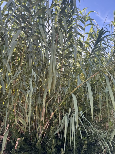 giant reed