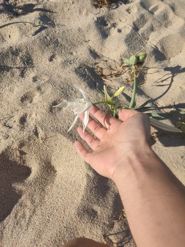Sea Daffodil