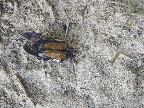 Campsiura mirabilis