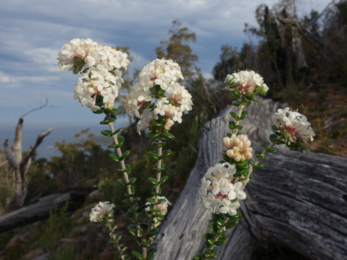 Pimelea nivea