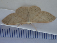 Idaea deversaria